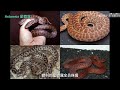 how pythons and anacondas really differ