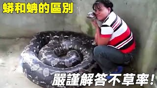 How pythons and anacondas really differ