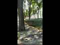 mesmerizing poplar fluff fire sweeps through park viralhog