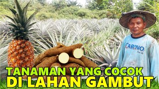 JENIS TANAMAN INI COCOK DIKEMBANGKAN DI LAHAN GAMBUT KALIMANTAN