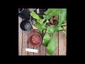 propagating nepenthes via cutting ep12 part 1