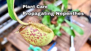 Propagating Nepenthes Via cutting - Ep12 Part 1