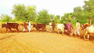 Ploughing the field with four pairs of bulls | eight bulls are being used to plough the field