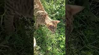 kio ku🐈‍⬛ ரொம்ப பசி போல... மீன் படிக்க கூடவே வந்துட்டா...🐠small THILAPIA 🐠 FISH EAT MY CAT KIO...🐈‍⬛