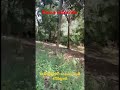 ఈ అడవి పేరు ఏంటి forest shorts youtubeshorts