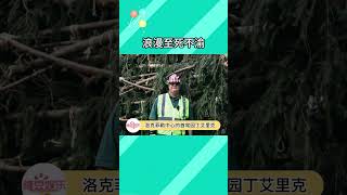 沒想到今年紐約洛克菲勒中心的圣誕樹，背后還有一個持續53年的愛情故事#愛情 #圣誕樹 #溫馨