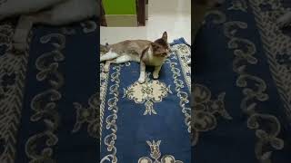 അല്ല പിന്നെ വെറുതേ ചൊറിയാൻ വരരുത് #shorts #cat #funny #catvideos #pets #comedy