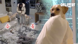 금이빨 빼고 모조리 뜯어버려줄게.. 이거 오늘 산 베개야 이 🐶시키야!!!ㅣReason Why Dogs Need to be MBTI Tested