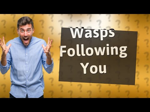 Why do wasps follow you?