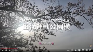 No.94撮って出し❗️速報❗️土曜日朝7時頃の中津川河川敷混雑ウォッチ。田代運動公園の🌸は満開、散り始め、早く🌸満開キャンプしないと、、💦