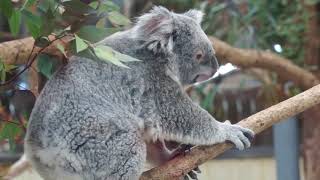 トクトクタイム「コアラのお話」　埼玉県こども動物自然公園　2018.1.18