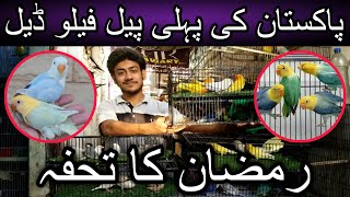 The biggest pale fallow and love birds or more deals in karachi | Pale fallow | Albino | Java