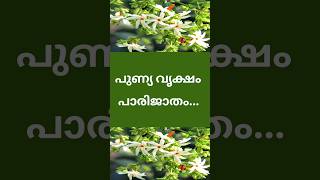 പവിത്രമായ പാരിജാതം...Parijat - the all pure...