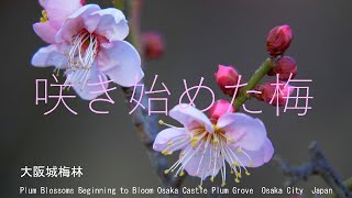 今年は梅の開花が遅れそう　ようやく咲き始めた梅　大阪城梅林　2023　大阪市　Plum Blossoms Beginning to Bloom Osaka Castle Plum Grove