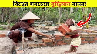 এমন দৃশ্য সচরাচর চোখে পড়ে না! বানর হয়েও কাজকর্ম মানুষের মতো | Super smart cutis |