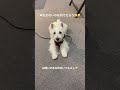 声を出さずに吠える犬🐶 ウエストハイランドホワイトテリア ウエスティ大好き お願いする犬 westielover westhighlandwhiteterrier silentbark