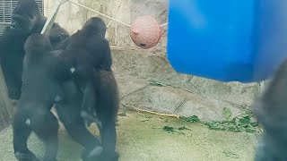 快樂小王子小金剛Jabali 🦍👶🏻Happy little prince Jabali-little gorilla