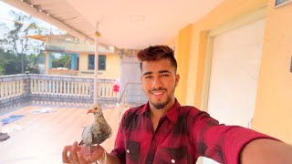 कबुतर training बघा कशी आहे 🕊️|| 15000₹💸 कबुतर जोडी 😱🕊️|| #mumbai__bajigar____ #pigeon #vlog #kabutar