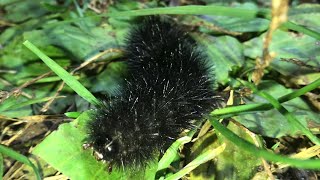 giant leopard moth caterpillar (hypercompe scribonia) black SPIKY (NON-venomous)