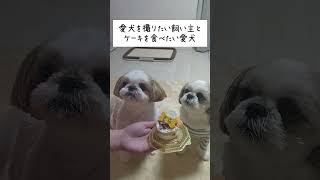 愛犬を撮りたい飼い主とケーキを食べたい愛犬【シーズー】