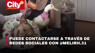 Rescatan animales maltratados en Bogotá: la conmovedora historia del pato y el perro | CityTv