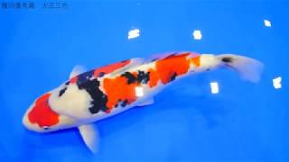 【4K】第36回錦鯉全国若鯉品評会 36th NISHIKIGOI ALL JAPAN YOUNG KOI SHOW