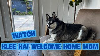 How Alaskan Klee Kai React To Seeing Mom Return Home