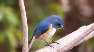 ムビる04879 ルリビタキ ruribitaki - Red flanked bluetail