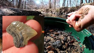 Big Brook Fossil Hunting: Mosasaur Tooth and Shark Teeth!!