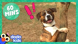 Animals Who Just Can’t Wait To Tell You Their Stories | Dodo Kids | 1 Hour of Animal Videos For Kids