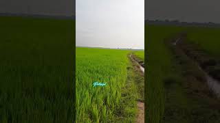 செம்பூர் வயல் வெளிகள் || தூத்துக்குடி மாவட்டம் || Puthaiyal#semboor #thoothukudi #paddy