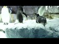 ジェンツーペンギンのおしり