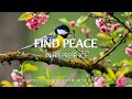 FIND PEACE IN HIS PRESENCE | Prayer Music Christian Harmonies Playlist With Scriptures & Birds