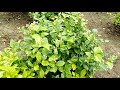 மல்லிகைபூ சாகுபடி jasmine cultivation