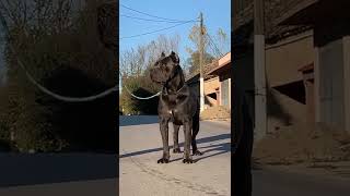 Cane corso #video #subscribe