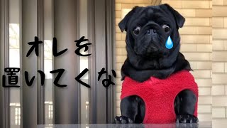 置いてかれるんじゃないかとソワソワしている黒パグがかわいい!!The black pug that is soothing that it may be left behind is cute