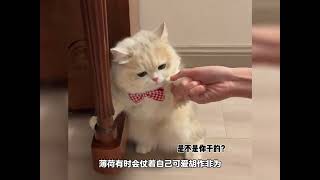 一只被神明亲吻过的猫咪，不但乖巧礼貌还很黏人#小猫治愈世界