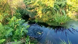 Astaga mancing di ujung sungai.ketemu bujuk lagi ngumpul