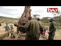 elephants captured by kws rangers in naivasha returned to the wild