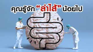 คุณรู้จักลำไส้น้อยไป ฉายาสมองที่ 2 ของร่างกาย สาระดีๆ จากแพทย์จีน Flosa Pill เอินเวย์