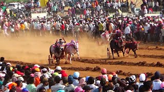 राजाठाकूर \u0026 लक्षा गट क्रमांक -26 रुस्तम-ए-हिंद भाळवणी  बैलगाडी शर्यत