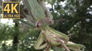 【ASMR】チョウセンカマキリがショウリョウバッタを食べる