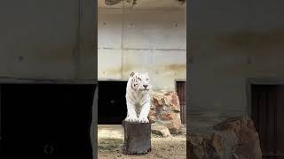 【池田動物園公式】丸太に興味津々🐯