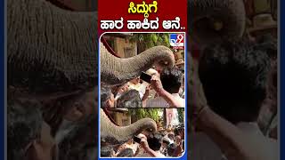 ಸಿದ್ದುಗೆ ಹಾರ ಹಾಕಿದ ಆನೆ.. | #Tv9kannadashorts #Siddaramaiah