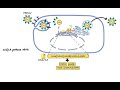 pharmacology antiviral drugs made easy