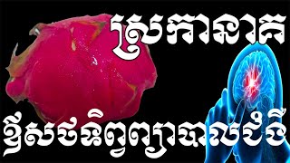 ផ្លែស្រកានាគផ្តល់នៅអត្ថប្រយោជន៏ដ៏អស្ចារ្យ៧យ៉ាងដែលអ្នកពុំធ្លាប់បានដឹង  - Health Inform