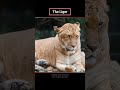 The Liger