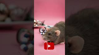 Top 7 facts about animals #shorts #ytshorts #subscribe #facts