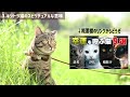 【キジトラの真実】キジトラ猫・キジ白猫の特徴は？白の割合と性格の違い