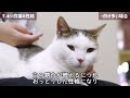 【キジトラの真実】キジトラ猫・キジ白猫の特徴は？白の割合と性格の違い